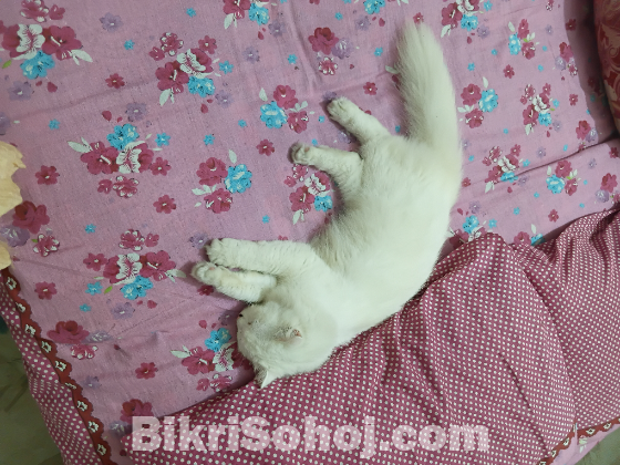 Persian female Adult white